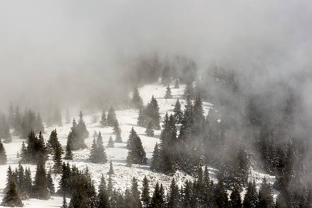 istock Pine trees in the foggy winter 516726170