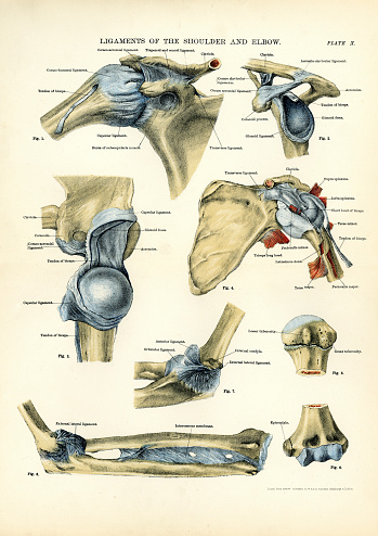Victorian engraving of the human Ligaments of the Shoulder and Elbow
