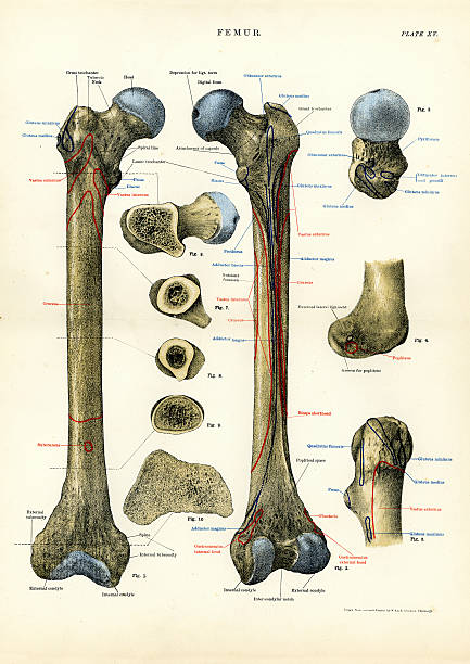 Human Anatomy - Femur Victorian engraving of the human femur vintage medical diagrams stock illustrations