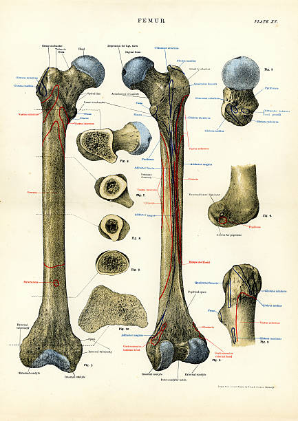 Human Anatomy - Femur Victorian engraving of the human femur femur bone anatomy drawing stock illustrations