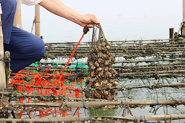 Collecting oysters at farm in Thailand.