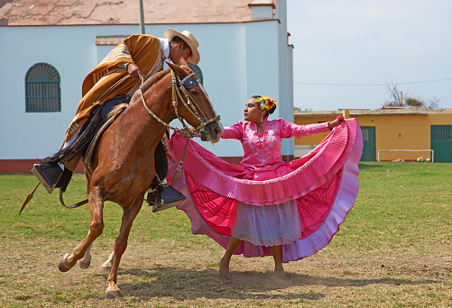 Trujillo, Peru - September 1, 2014: Lady in pink dress dancing a traditional folk dance with a Peruvian Paso horse in Trujillo, Peru. The Paso horse is descended from those brought to Peru during the Spanish Colonial era and is known for its smooth gait.