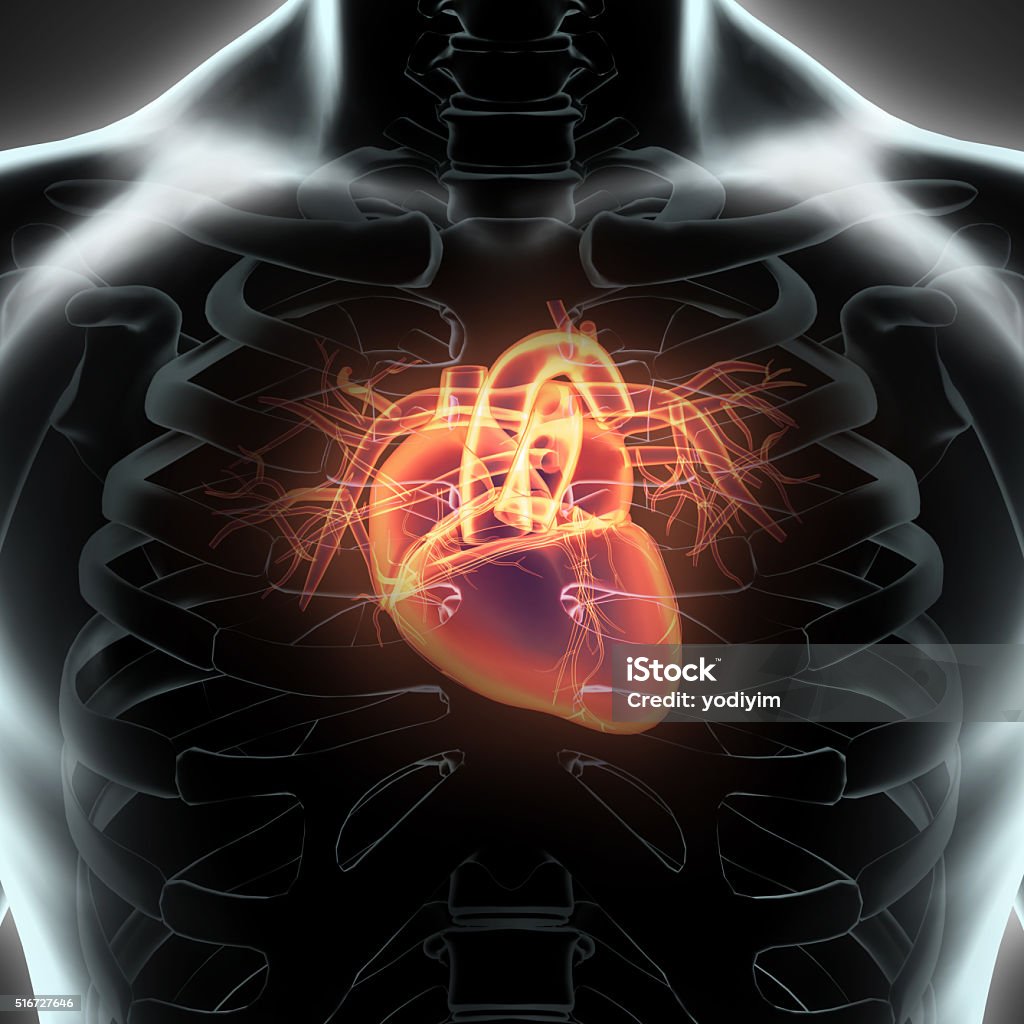 Human Internal Organic - Human Heart. Human Internal Organic - Human Heart, medical concept. Biomedical Illustration Stock Photo