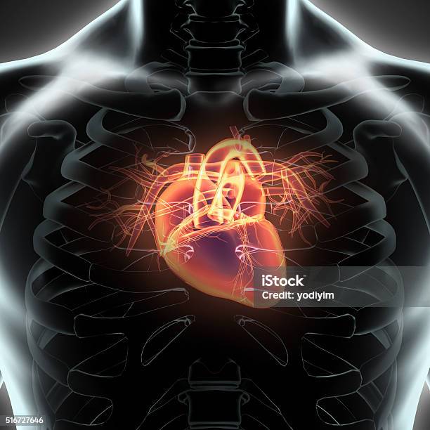 Human Internal Organic Human Heart Stock Photo - Download Image Now - Biomedical Illustration, Human Heart, Electrocardiography