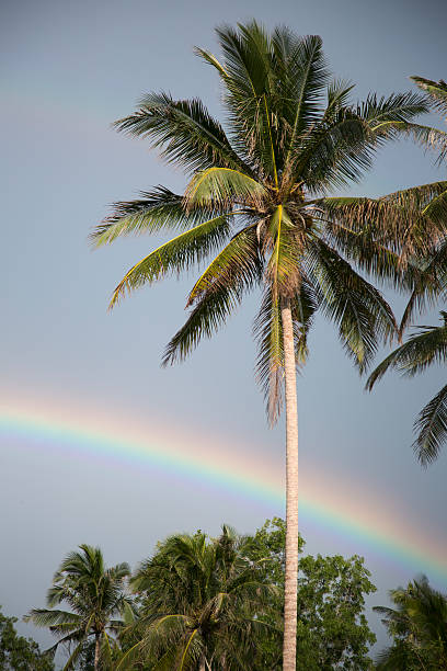 istock Cloudy sky and rainbow, tropical bushes, palm trees 516727729