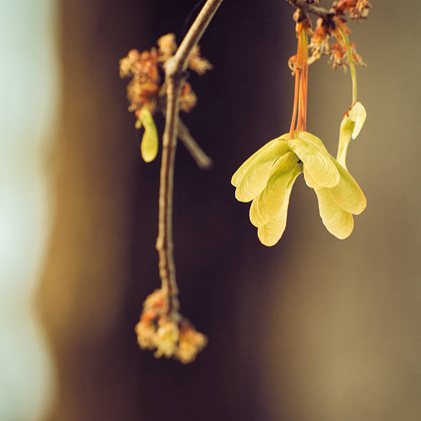 desbotado flores laranja e amarelos chaves de ácer - maple keys maple tree seed tree imagens e fotografias de stock