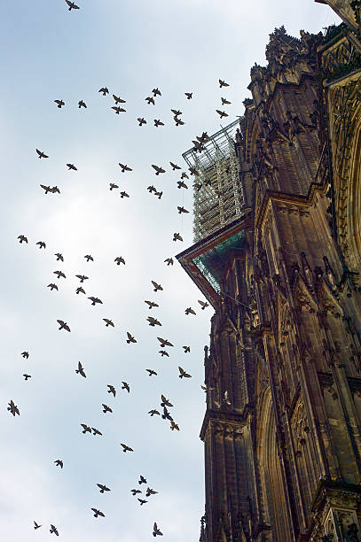 istock Pigeons flying around a cathedral tower in Cologne 516728463
