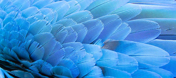 arara-azul de plumas - arara azul - fotografias e filmes do acervo