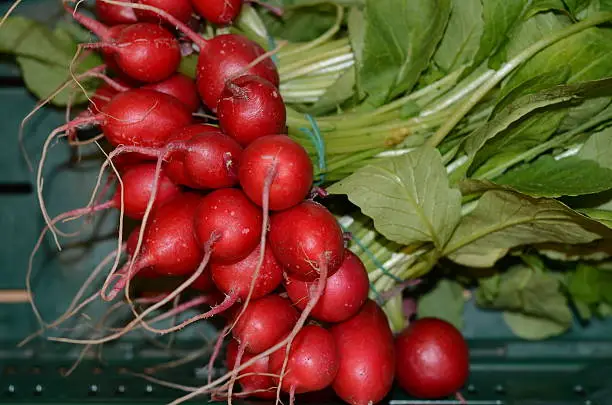 Photo of radish