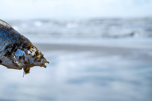 Decadente pesce sulla spiaggia - foto stock