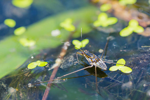 ragno d'acqua - emotional stress water surface water insect foto e immagini stock