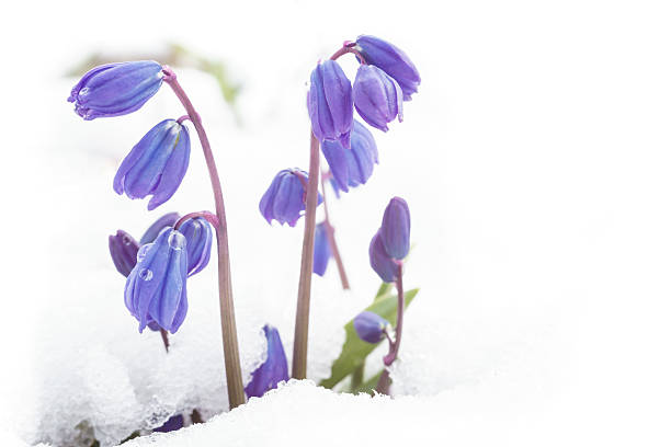 spring blue flowers in white snow stock photo