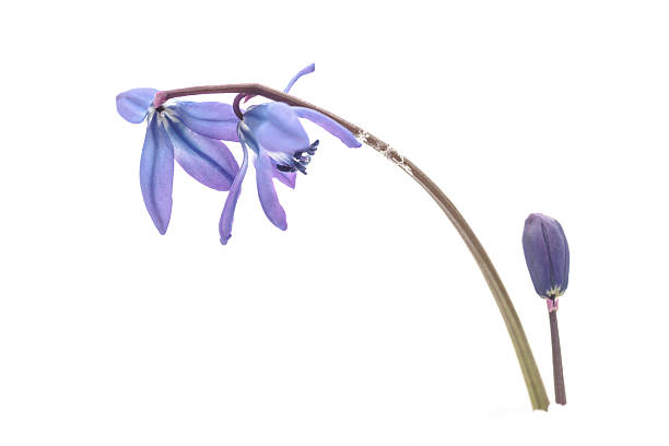 istock spring blue flowers in white snow 516755304