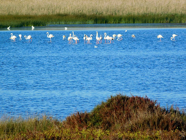 istock ducks and swans on the lake 516755414