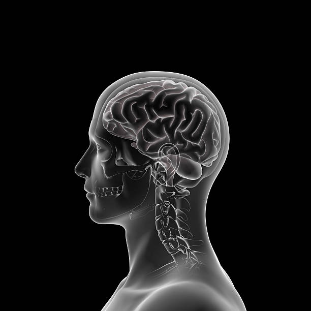 istock Human Brain Xray, Head Anatomy 516755894