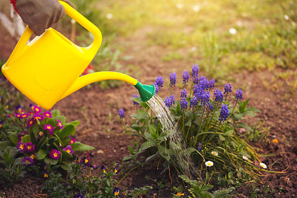 istock Gardener watering flowers in a garden 516756610