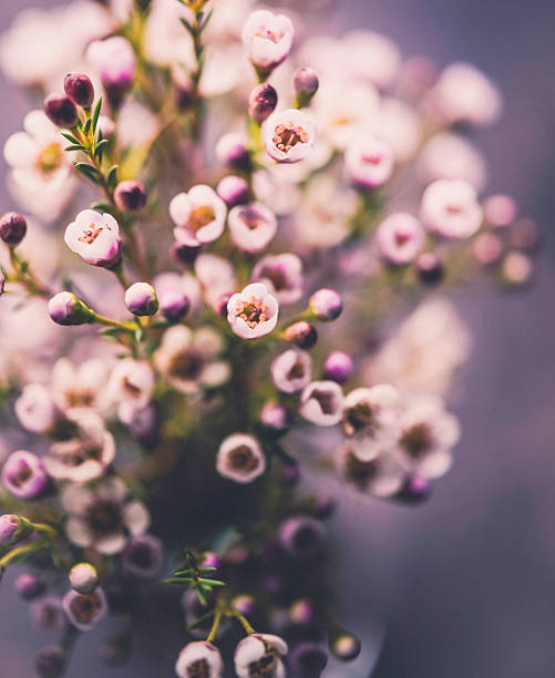 istock Delicate fresh waxflowers in vase against black background 516757054