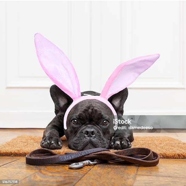 Dog For A Walk Stock Photo - Download Image Now - Dog, Easter, Owner