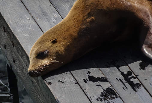 Sea Lion sun bathing on the floating docks of Pier 39 in San Francisco