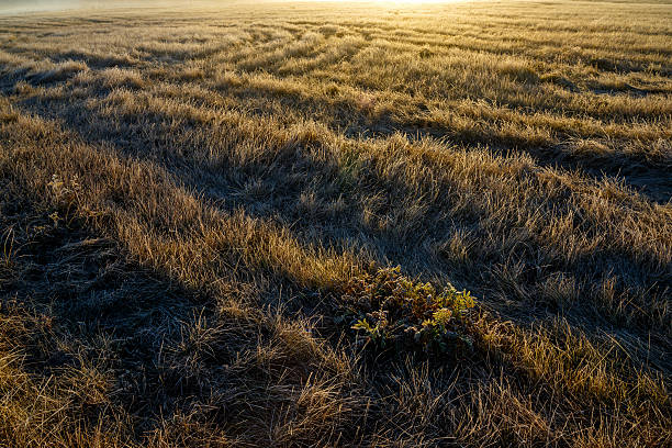 istock Grass covered with frost at sunrise. 516758500
