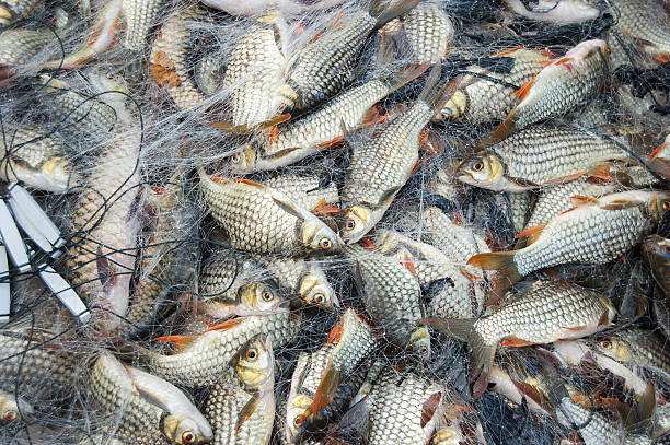 river freshwater carp stock photo