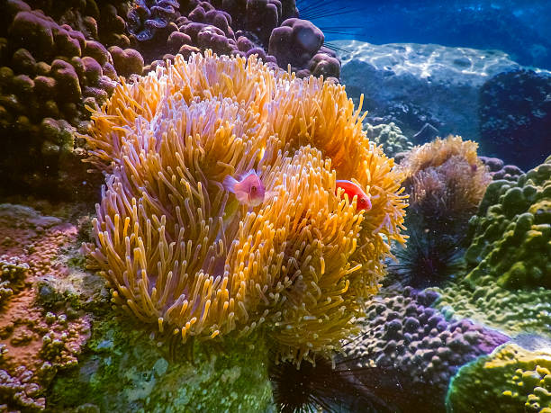 istock tropical coral reef in Thailand 516759970