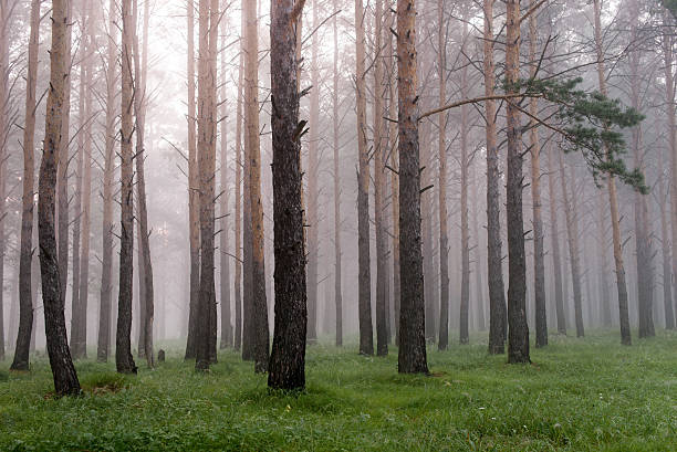 istock mist in coniferous forest, morning, after rain 516760044