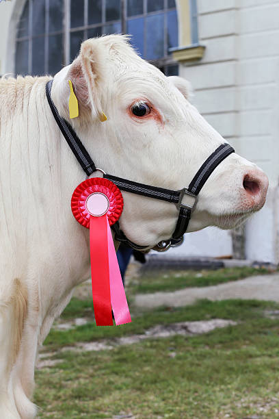 istock Close-up of a very nice young award winner cow 516760366