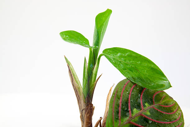 istock Maranta tricolor isolated 516760454