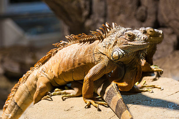 istock Couple of iguanas 516760666