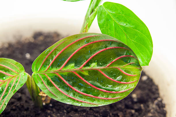 istock Green home flower. Maranta 516760692