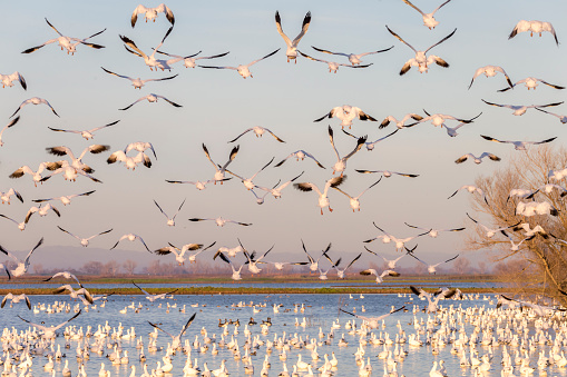 Flock of snow goose flying in winter time. 600mm lens. Canon 1Dx.