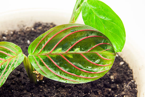istock Green home flower. Maranta 516760828