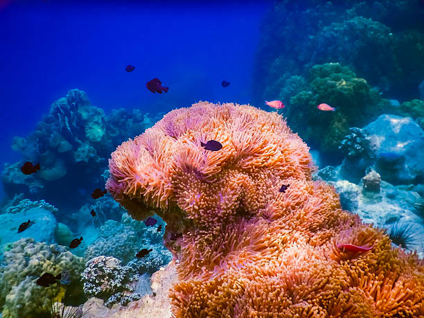istock tropical coral reef in Thailand 516761002