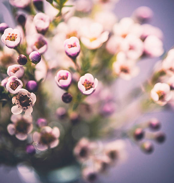 istock Delicate fresh waxflowers in vase against black background 516761266
