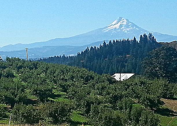 istock View of Mt. Hood 516761302