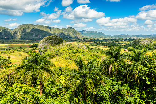 Cultivated Vinales valley (Valle De Vinales) with karst hills Mogotes, Pinar del Rio Province, Cuba.