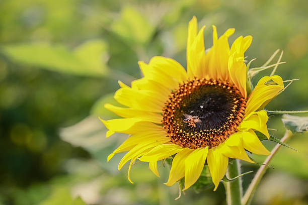 istock Sun flower field on a sunny day 516762146