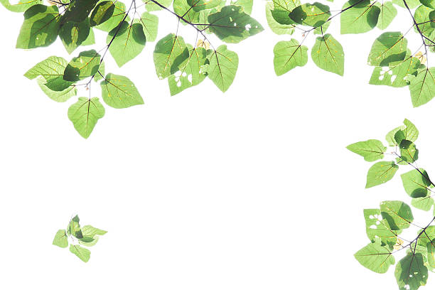 istock Green leaves isolated on white background 516763182