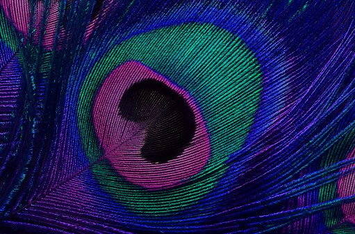 close-up of the head of a peacock