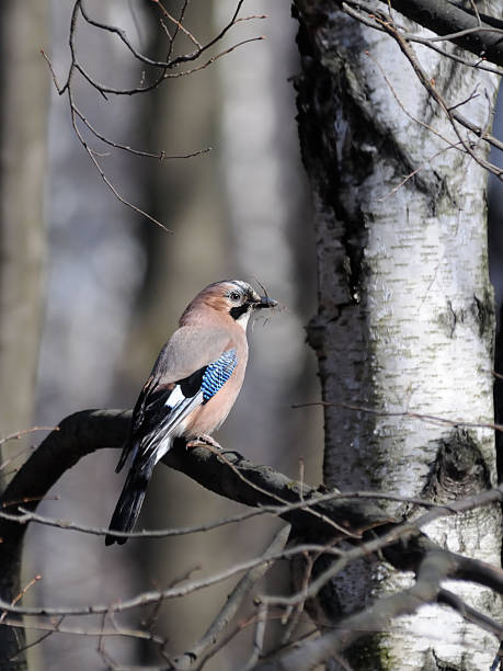 Jay with material for a nest in spring Eurasian jay (Garrulus glandarius) with building material for a nest in spring. Moscow region, Russia eurasian jay photos stock pictures, royalty-free photos & images