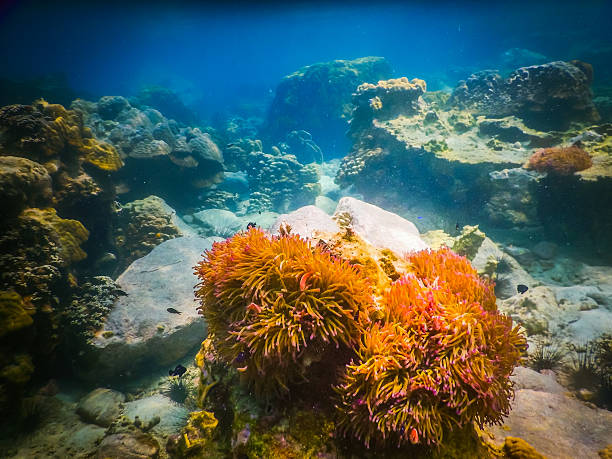 istock tropical coral reef in Thailand 516764580