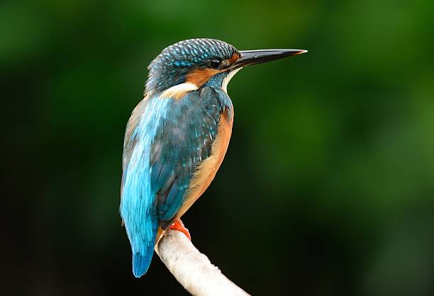 istock male common kingfisher 516764664