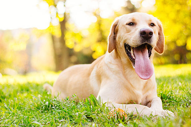 sonriendo perro labrador - labrador retriever fotografías e imágenes de stock