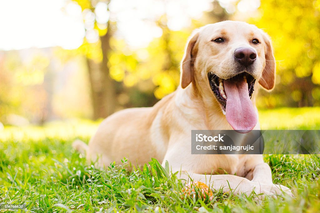 Smiling labrador dog Beautiful labrador retriever dog in the park, sunny day Dog Stock Photo