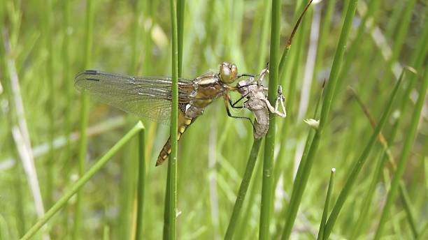 flache libelle (libellula depressa - bodied stock-fotos und bilder