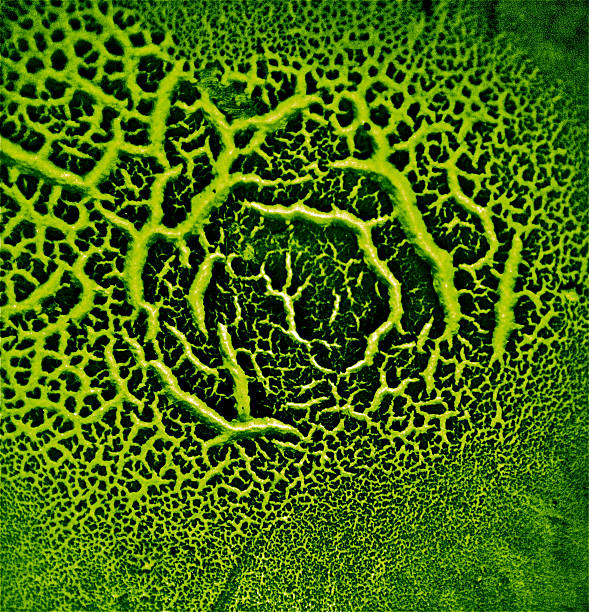 istock green Alien Green Skin Dinosaur Reptile Monster Planet Surface Pattern 516768144