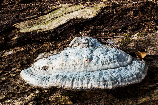 A tree trunk infested by a tinder fungus, a parasitic mushroom which affects old and dying trees and snags, especially birches and beeches.  Photograph taken near Weßling, Bavaria.