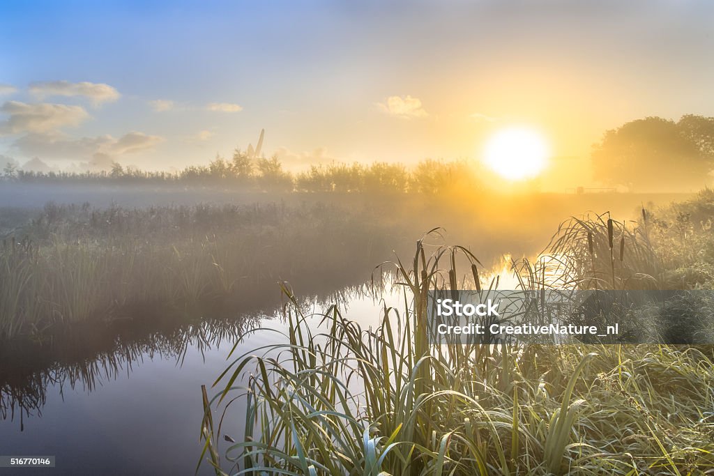 Hazy sunrise over River in dutch countriside Hazy sunrise over River in dutch countriside with broadleaf cattail (Typha latifolia) on riverbank in the foreground. Agricultural Field Stock Photo