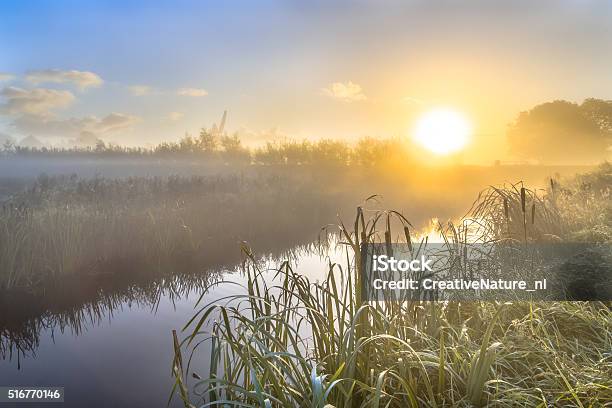 Hazy Sunrise Over River In Dutch Countriside Stock Photo - Download Image Now - Agricultural Field, Agriculture, Animal
